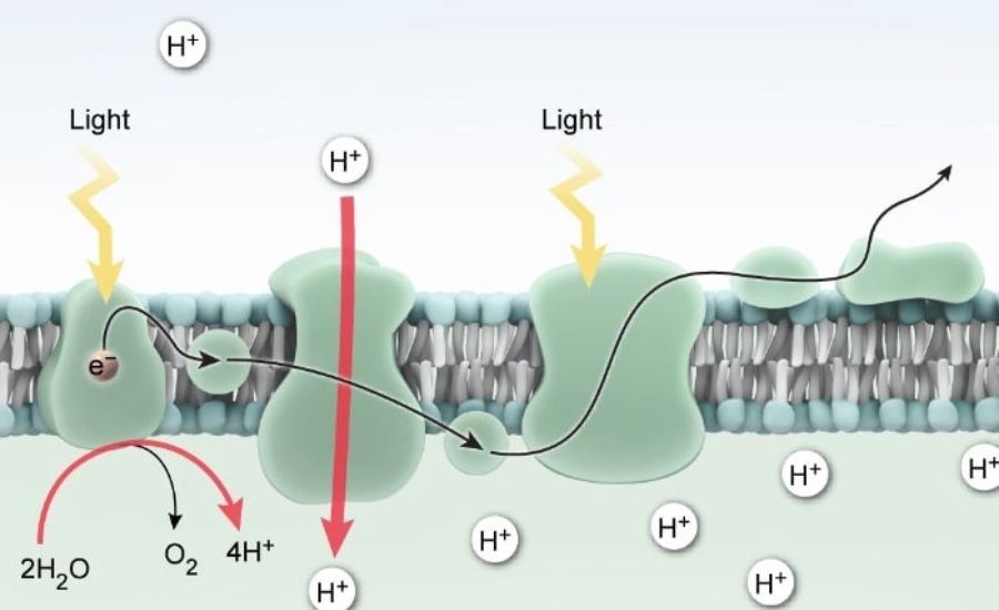 frequently testes ap bio terms and concepts