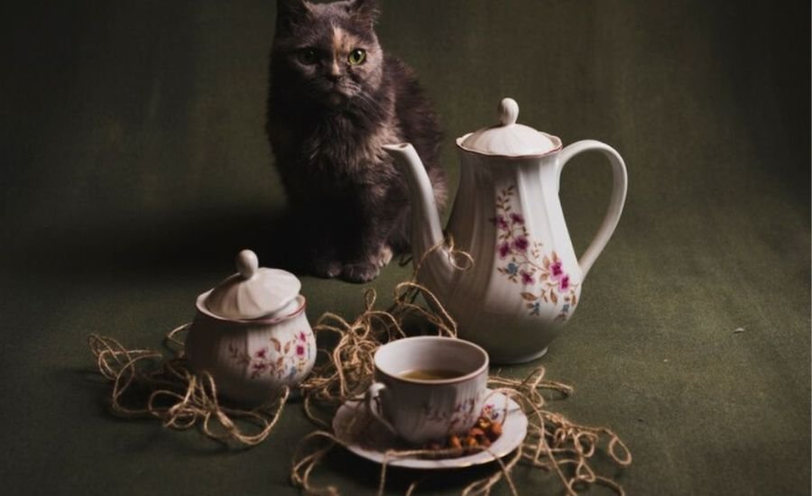 dizzykitten teatime 2023